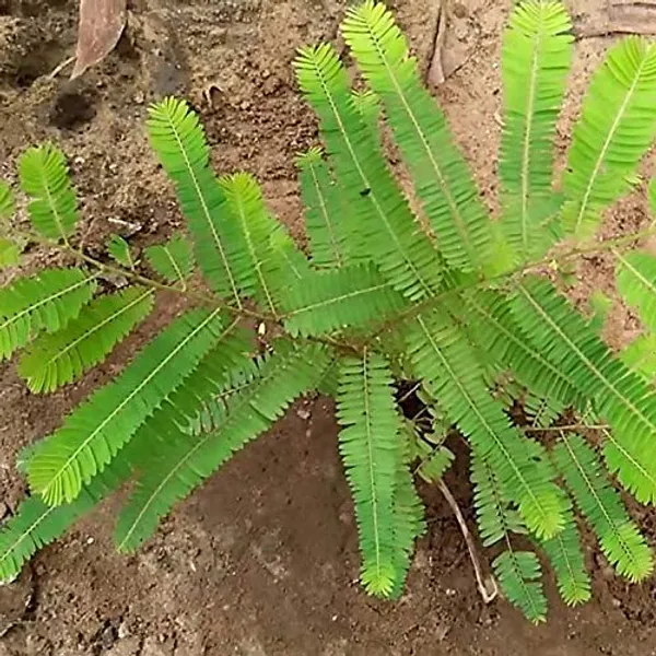 Bahan_Traders_Amla_Indian_Gooseberry_Phyllanthus_Emblica_Nelli_Usiri_Plant_1_Live_Healthy_Grafted_Plant_In_Polly_Bag