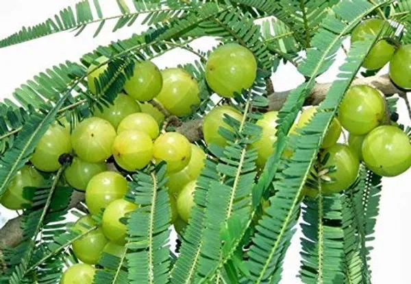 Bahan_Traders_Amla_Indian_Gooseberry_Phyllanthus_Emblica_Nelli_Usiri_Plant_1_Live_Healthy_Grafted_Plant_In_Polly_Bag
