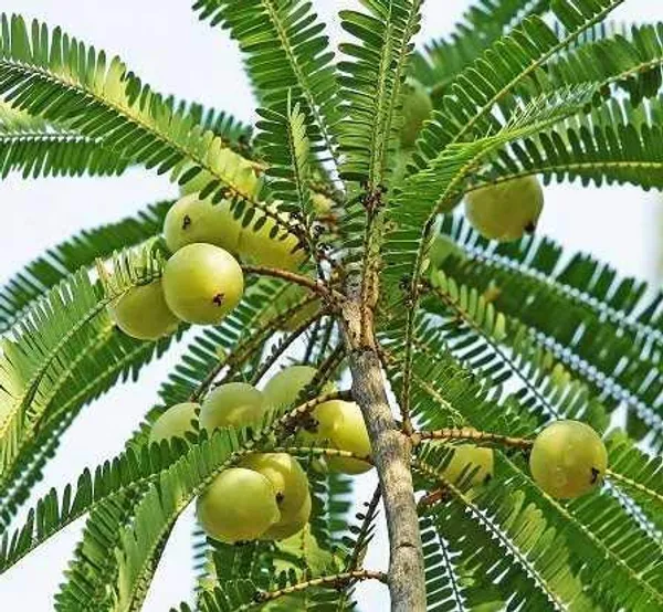 Bahan_Traders_Amla_Indian_Gooseberry_Phyllanthus_Emblica_Nelli_Usiri_Plant_1_Live_Healthy_Grafted_Plant_In_Polly_Bag