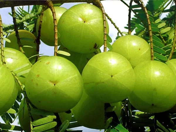 Bahan_Traders_Amla_Indian_Gooseberry_Phyllanthus_Emblica_Nelli_Usiri_Plant_1_Live_Healthy_Grafted_Plant_In_Polly_Bag