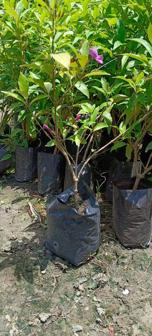 Bahan_Traders_Live_Pink_Tagar_Flower_Plant_1_Healthy_Matured_All_Season_Flower_Tree_For_Home_Garden