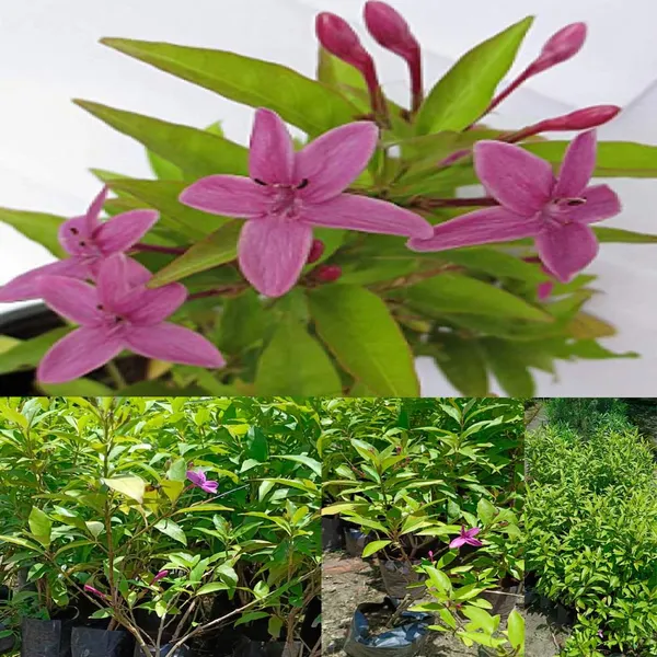 Bahan_Traders_Live_Pink_Tagar_Flower_Plant_1_Healthy_Matured_All_Season_Flower_Tree_For_Home_Garden
