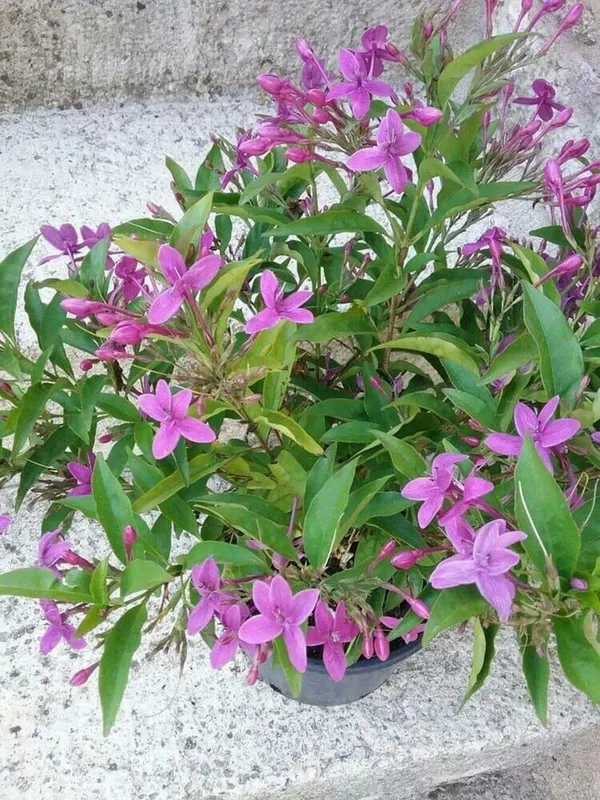 Bahan_Traders_Live_Pink_Tagar_Flower_Plant_1_Healthy_Matured_All_Season_Flower_Tree_For_Home_Garden
