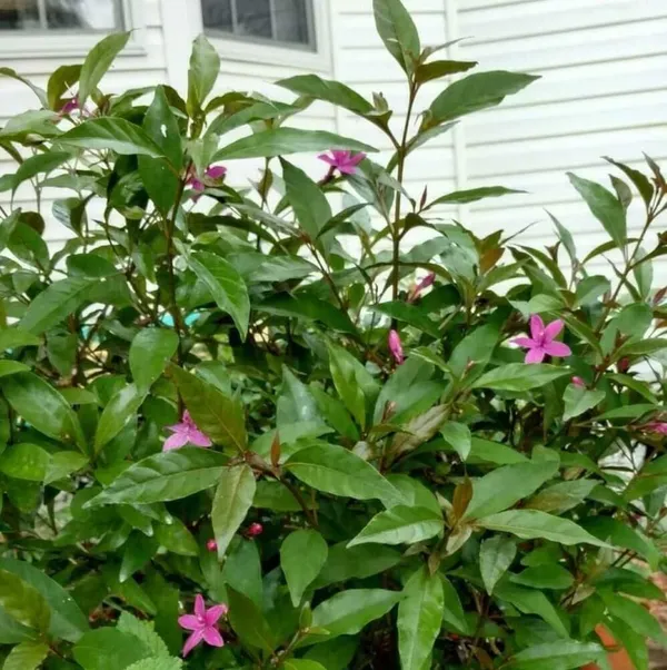 Bahan_Traders_Live_Pink_Tagar_Flower_Plant_1_Healthy_Matured_All_Season_Flower_Tree_For_Home_Garden