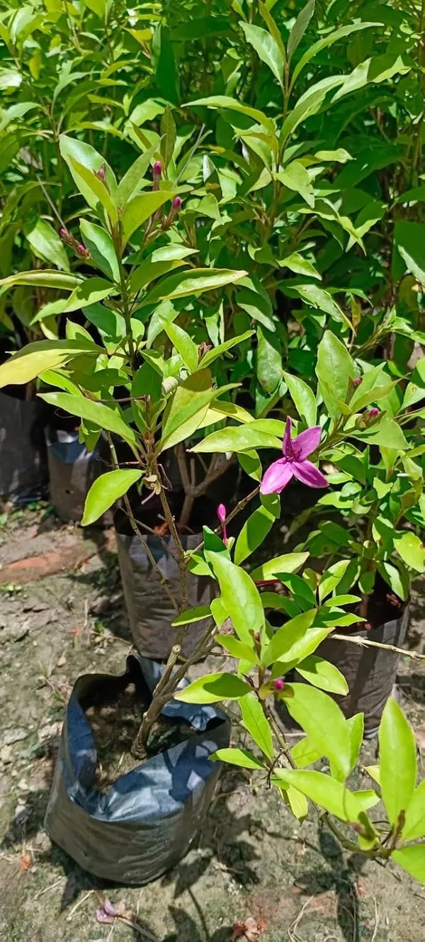 Bahan_Traders_Live_Pink_Tagar_Flower_Plant_1_Healthy_Matured_All_Season_Flower_Tree_For_Home_Garden