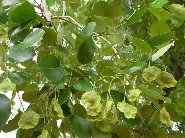 Bahan_Traders_Rare_Red_Sandalwood_(Pterocarpus_Santalinus)_Tree_Plant_-_Red_Chandan_Live_Plant_Height_Upto_2_Fit_(1_Healthy_Plant_With_A_Growing_Bag)