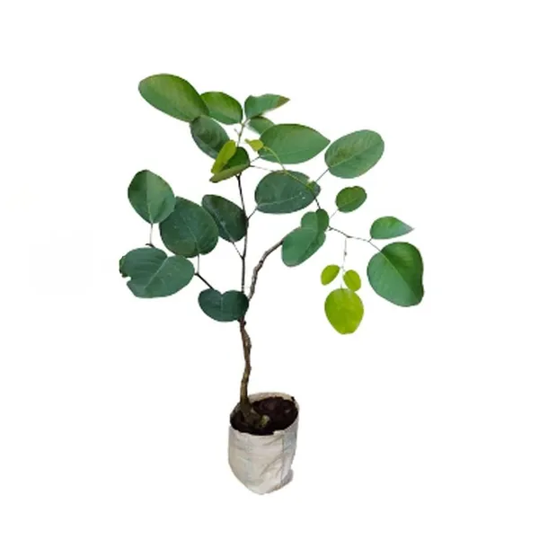 Bahan_Traders_Rare_Red_Sandalwood_(Pterocarpus_Santalinus)_Tree_Plant_-_Red_Chandan_Live_Plant_Height_Upto_2_Fit_(1_Healthy_Plant_With_A_Growing_Bag)