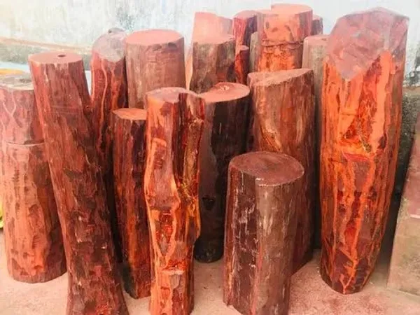 Bahan_Traders_Rare_Red_Sandalwood_(Pterocarpus_Santalinus)_Tree_Plant_-_Red_Chandan_Live_Plant_Height_Upto_2_Fit_(1_Healthy_Plant_With_A_Growing_Bag)