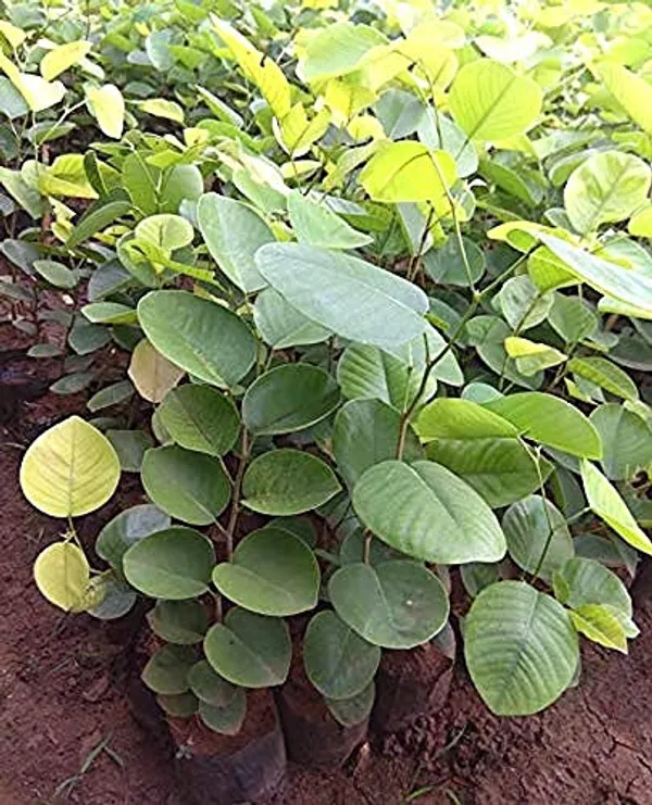 Bahan_Traders_Rare_Red_Sandalwood_(Pterocarpus_Santalinus)_Tree_Plant_-_Red_Chandan_Live_Plant_Height_Upto_2_Fit_(1_Healthy_Plant_With_A_Growing_Bag)