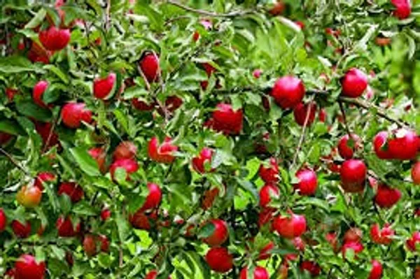 Bahan_Traders_Live_Sweet_Cherry_Fruit_Plant_Barbados_-_Best_Fruiting_Plant_Suitable_For_Bonsai_Plant_Comes_With_Poly_Bag_(Size_-_1.5_To_2_Ft)