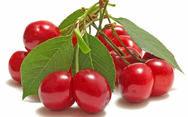 Bahan_Traders_Live_Sweet_Cherry_Fruit_Plant_Barbados_-_Best_Fruiting_Plant_Suitable_For_Bonsai_Plant_Comes_With_Poly_Bag_(Size_-_1.5_To_2_Ft)
