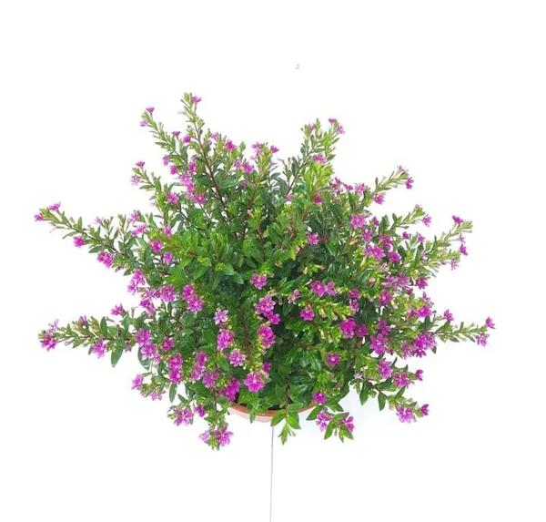 Bahan_Traders__Khufiya__Cuphea_Hyssopifolia_(Kufiya)_(Purple)_Mexican_Heather__False_Heather_Flowering__Ornamental_Live_Plant_For_Home_Garden_(1_Health_Plant)