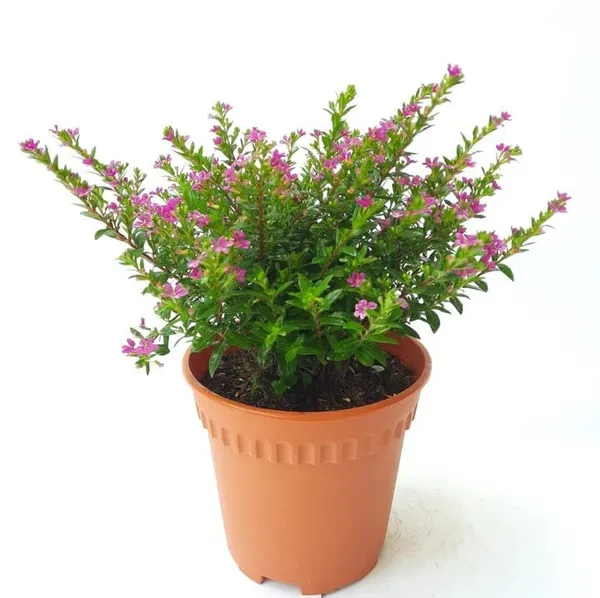 Bahan_Traders__Khufiya__Cuphea_Hyssopifolia_(Kufiya)_(Purple)_Mexican_Heather__False_Heather_Flowering__Ornamental_Live_Plant_For_Home_Garden_(1_Health_Plant)