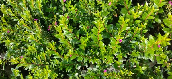 Bahan_Traders__Khufiya__Cuphea_Hyssopifolia_(Kufiya)_(Purple)_Mexican_Heather__False_Heather_Flowering__Ornamental_Live_Plant_For_Home_Garden_(1_Health_Plant)
