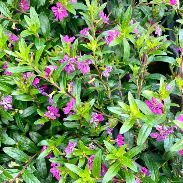 Bahan_Traders__Khufiya__Cuphea_Hyssopifolia_(Kufiya)_(Purple)_Mexican_Heather__False_Heather_Flowering__Ornamental_Live_Plant_For_Home_Garden_(1_Health_Plant)