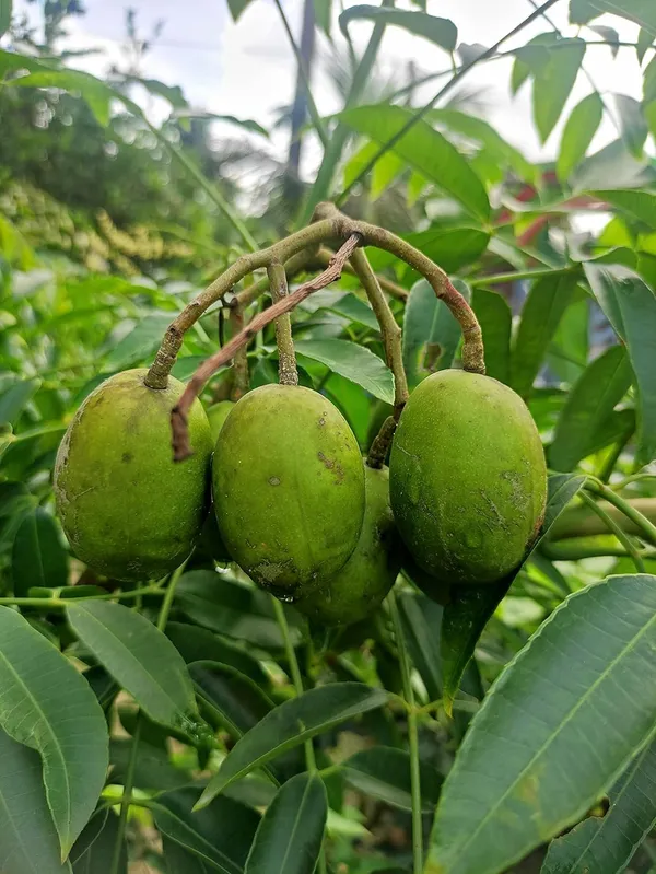 Bahan_Traders_Thai_Hog_Plum_Tree_All_Time,_Amra_Plant_Original_Variety_Live_Plant_In_Polybag
