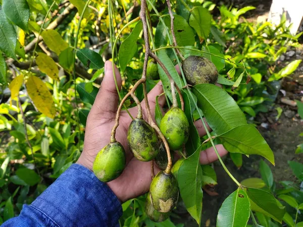 Bahan_Traders_Thai_Hog_Plum_Tree_All_Time,_Amra_Plant_Original_Variety_Live_Plant_In_Polybag