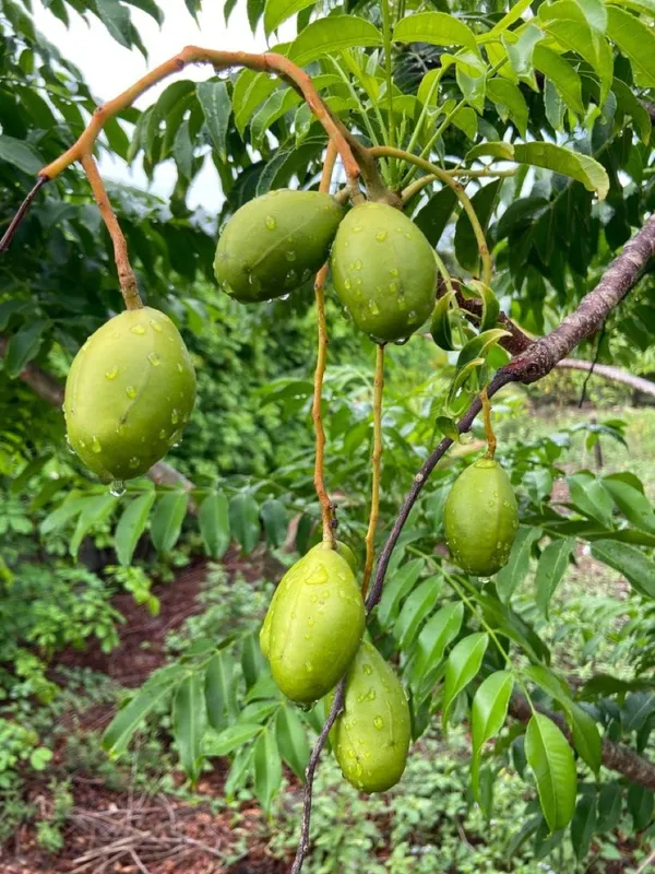 Bahan_Traders_Thai_Hog_Plum_Tree_All_Time,_Amra_Plant_Original_Variety_Live_Plant_In_Polybag