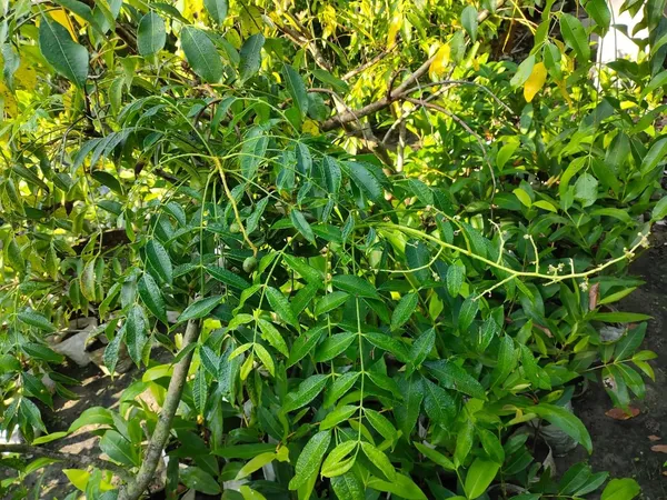 Bahan_Traders_Thai_Hog_Plum_Tree_All_Time,_Amra_Plant_Original_Variety_Live_Plant_In_Polybag