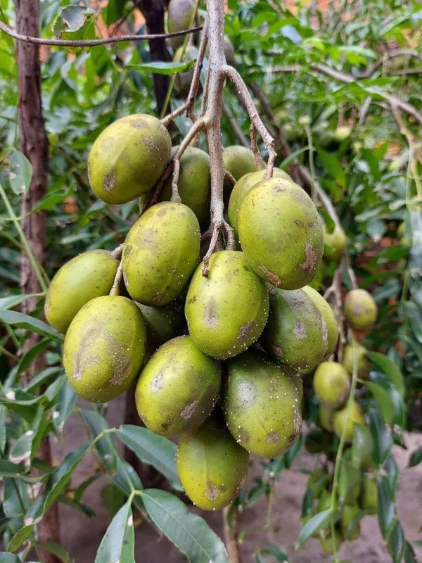 Bahan_Traders_Thai_Hog_Plum_Tree_All_Time,_Amra_Plant_Original_Variety_Live_Plant_In_Polybag