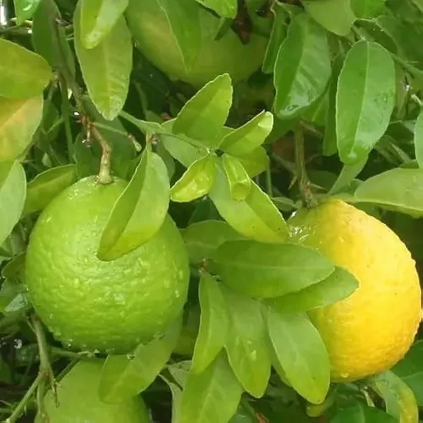 Bahan_Traders_Sweet_Juicy_Malta_Mosambi_All_Season_Lemon_Grafted_Fruit_Live_Plant_In_Polybag_-_Size_-_1_To_2_Feet