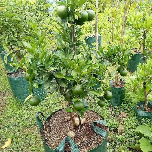 Bahan_Traders_Sweet_Juicy_Malta_Mosambi_All_Season_Lemon_Grafted_Fruit_Live_Plant_In_Polybag_-_Size_-_1_To_2_Feet