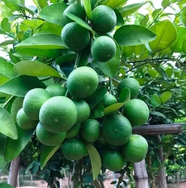 Bahan_Traders_Sweet_Juicy_Malta_Mosambi_All_Season_Lemon_Grafted_Fruit_Live_Plant_In_Polybag_-_Size_-_1_To_2_Feet