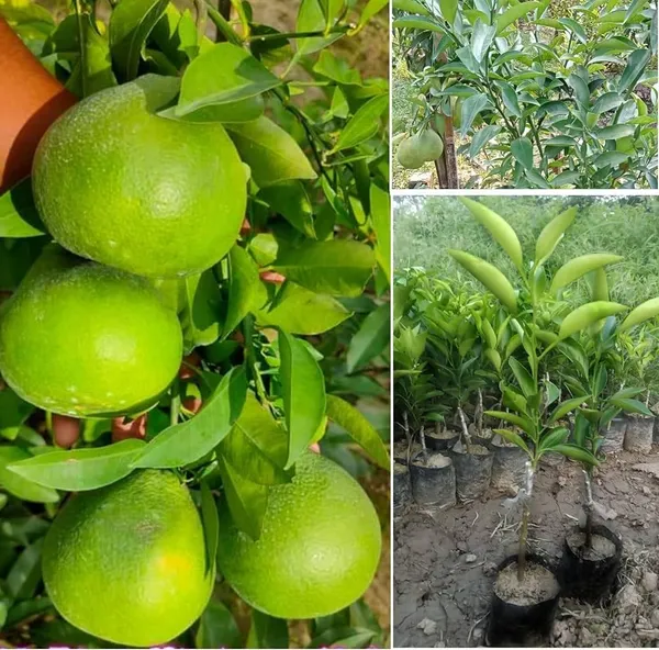 Bahan_Traders_Sweet_Juicy_Malta_Mosambi_All_Season_Lemon_Grafted_Fruit_Live_Plant_In_Polybag_-_Size_-_1_To_2_Feet
