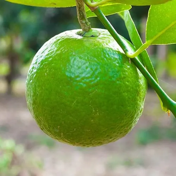 Bahan_Traders_Sweet_Juicy_Malta_Mosambi_All_Season_Lemon_Grafted_Fruit_Live_Plant_In_Polybag_-_Size_-_1_To_2_Feet