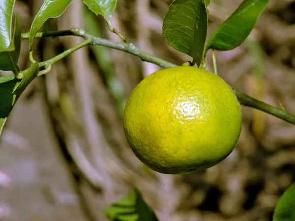 Bahan_Traders_Sweet_Juicy_Malta_Mosambi_All_Season_Lemon_Grafted_Fruit_Live_Plant_In_Polybag_-_Size_-_1_To_2_Feet