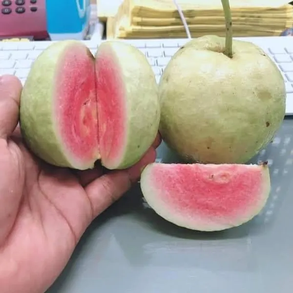 Bahan_Traders_Seedless_Amrud_Live_Red_Diamond_Guava_Grafted_Plant_&_Tree_Hight_Of_The_Plant_1.5_-_2_Ft