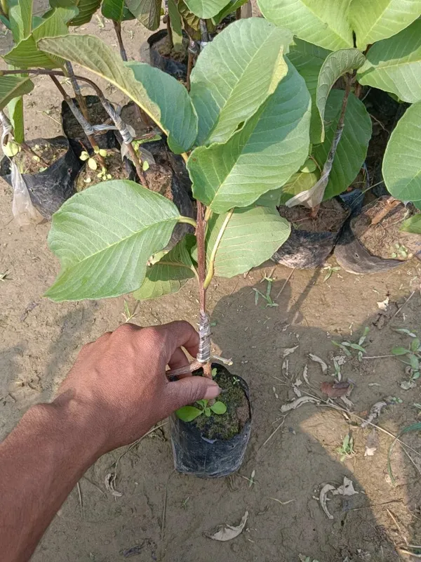 Bahan_Traders_Seedless_Amrud_Live_Red_Diamond_Guava_Grafted_Plant_&_Tree_Hight_Of_The_Plant_1.5_-_2_Ft