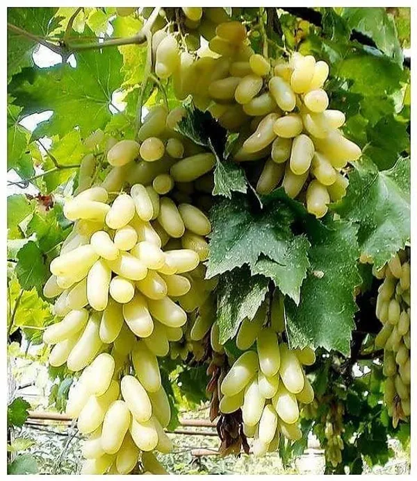 Bahan_Traders_Seedless_Sweet_Green_Grape_Fruit_Air_Layered_Plant,_Angoor_Plant_|_Special_Long_Variety_(Produce_Fruit_In_1_Year)