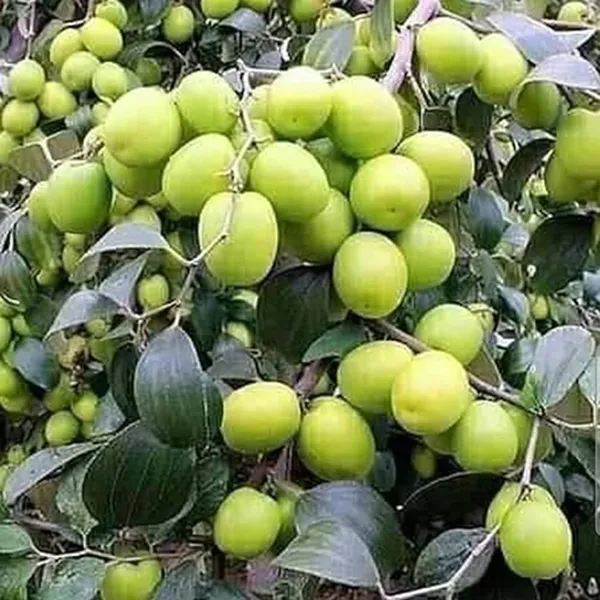 Bahan_Traders_Green_Apple_Ber_Thailand_Variety_Big_Fruit_Known_As_The_Indian_Jujube_Grafted_Plant_For_Home_Gardening