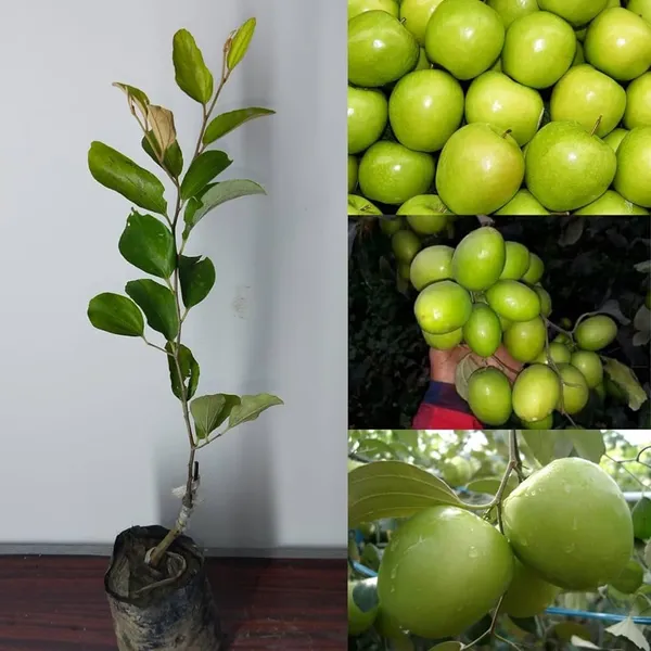 Bahan_Traders_Green_Apple_Ber_Thailand_Variety_Big_Fruit_Known_As_The_Indian_Jujube_Grafted_Plant_For_Home_Gardening