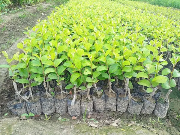 Bahan_Traders_Green_Apple_Ber_Thailand_Variety_Big_Fruit_Known_As_The_Indian_Jujube_Grafted_Plant_For_Home_Gardening