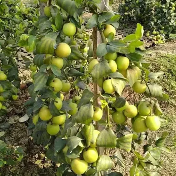 Bahan_Traders_Green_Apple_Ber_Thailand_Variety_Big_Fruit_Known_As_The_Indian_Jujube_Grafted_Plant_For_Home_Gardening