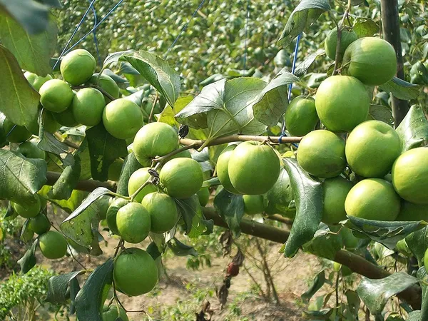 Bahan_Traders_Green_Apple_Ber_Thailand_Variety_Big_Fruit_Known_As_The_Indian_Jujube_Grafted_Plant_For_Home_Gardening