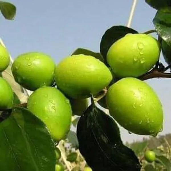 Bahan_Traders_Green_Apple_Ber_Thailand_Variety_Big_Fruit_Known_As_The_Indian_Jujube_Grafted_Plant_For_Home_Gardening