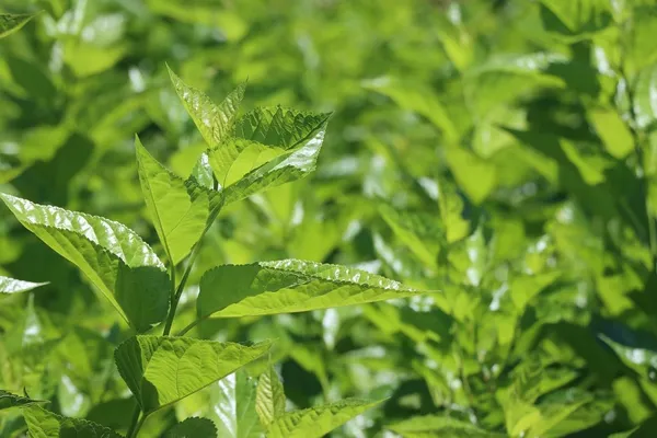 Bahan_Traders_Air_Layered__Grafted_Dwarf_Sweet_Shahtoot_Tree_All_Season_Bearing_Mulberry_Fruit_Plant_Long_Variety_Fresh_And_Healthy_Live_Plant_(Size_-_1.5_To_2_Feet)
