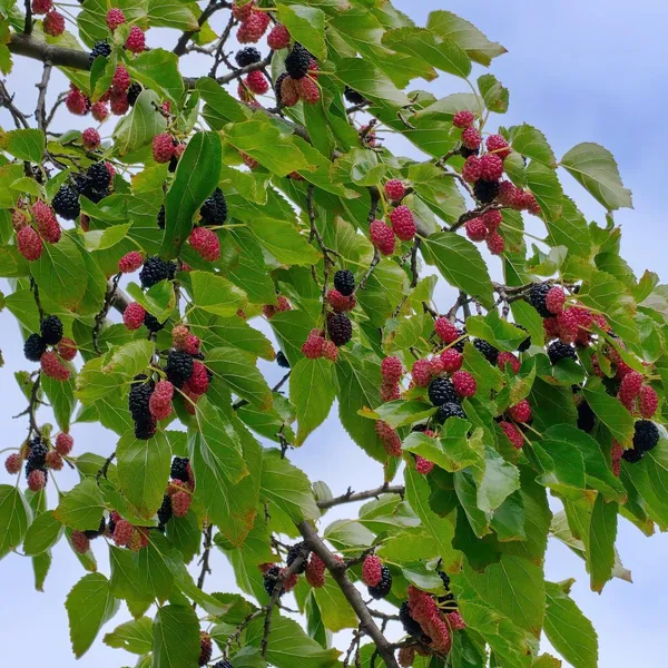 Bahan_Traders_Air_Layered__Grafted_Dwarf_Sweet_Shahtoot_Tree_All_Season_Bearing_Mulberry_Fruit_Plant_Long_Variety_Fresh_And_Healthy_Live_Plant_(Size_-_1.5_To_2_Feet)