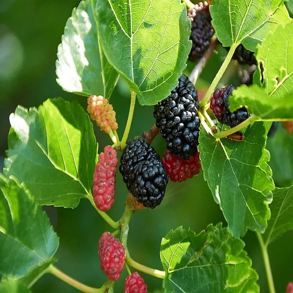 Bahan_Traders_Air_Layered__Grafted_Dwarf_Sweet_Shahtoot_Tree_All_Season_Bearing_Mulberry_Fruit_Plant_Long_Variety_Fresh_And_Healthy_Live_Plant_(Size_-_1.5_To_2_Feet)