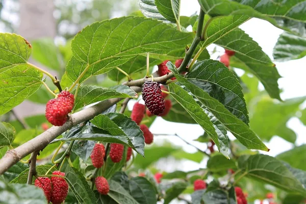 Bahan_Traders_Air_Layered__Grafted_Dwarf_Sweet_Shahtoot_Tree_All_Season_Bearing_Mulberry_Fruit_Plant_Long_Variety_Fresh_And_Healthy_Live_Plant_(Size_-_1.5_To_2_Feet)