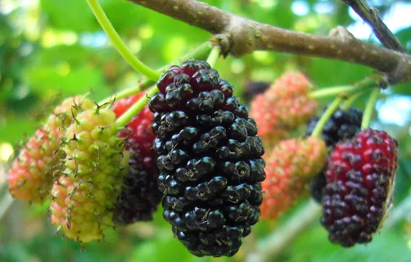 Bahan_Traders_Air_Layered__Grafted_Dwarf_Sweet_Shahtoot_Tree_All_Season_Bearing_Mulberry_Fruit_Plant_Long_Variety_Fresh_And_Healthy_Live_Plant_(Size_-_1.5_To_2_Feet)