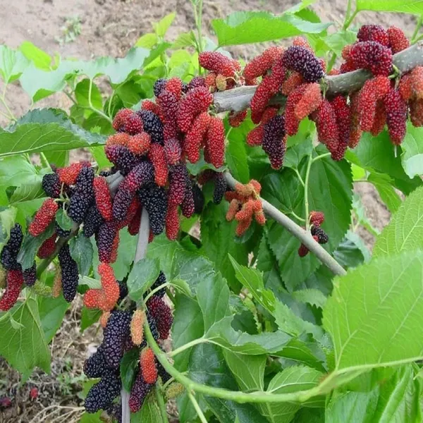 Bahan_Traders_Air_Layered__Grafted_Dwarf_Sweet_Shahtoot_Tree_All_Season_Bearing_Mulberry_Fruit_Plant_Long_Variety_Fresh_And_Healthy_Live_Plant_(Size_-_1.5_To_2_Feet)