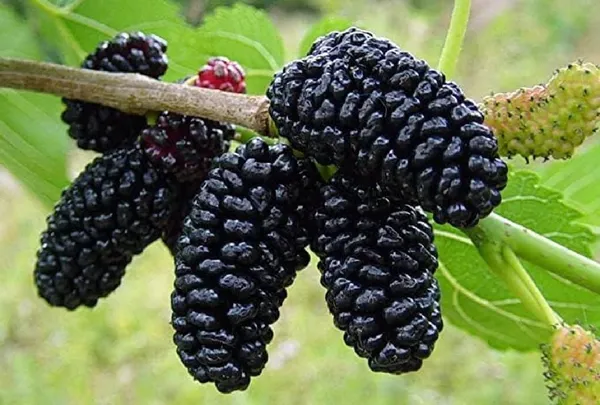 Bahan_Traders_Air_Layered__Grafted_Dwarf_Sweet_Shahtoot_Tree_All_Season_Bearing_Mulberry_Fruit_Plant_Long_Variety_Fresh_And_Healthy_Live_Plant_(Size_-_1.5_To_2_Feet)