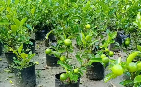 Bahan_Traders_Seedless_Lemon_All_Season_Bearing_Live_Air_Layered_Plant_Hybrid_Nimbu_Tree_In_A_Plastic_Grow_Bag