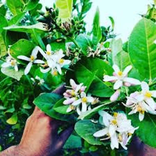 Bahan_Traders_Seedless_Lemon_All_Season_Bearing_Live_Air_Layered_Plant_Hybrid_Nimbu_Tree_In_A_Plastic_Grow_Bag