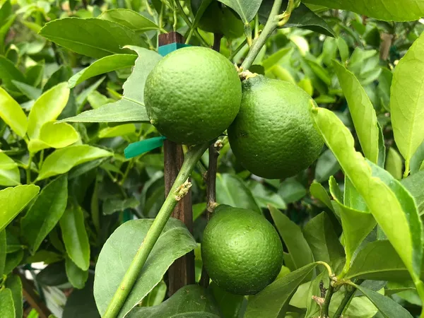Bahan_Traders_Seedless_Lemon_All_Season_Bearing_Live_Air_Layered_Plant_Hybrid_Nimbu_Tree_In_A_Plastic_Grow_Bag