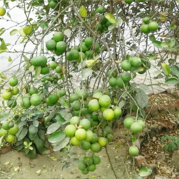 Bahan_Traders_Seedless_Lemon_All_Season_Bearing_Live_Air_Layered_Plant_Hybrid_Nimbu_Tree_In_A_Plastic_Grow_Bag